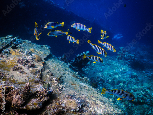 Fototapeta Naklejka Na Ścianę i Meble -  Indonesia Bali Tulamben Underwater Plectorhinchus lessonii