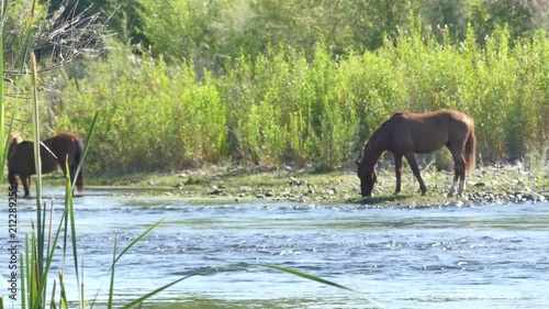 Wallpaper Mural Arizona, Salt River, Panning across the Salt River seeing two wild horses and a colt Torontodigital.ca
