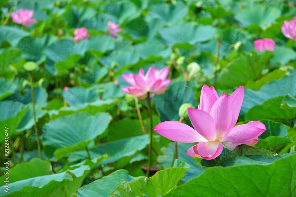 The Blooming Lotus Flowers and Leaves in Baihe, Tainan, Taiwan The Blooming Lotus Flowers and Leaves in Baihe, Tainan, Taiwan