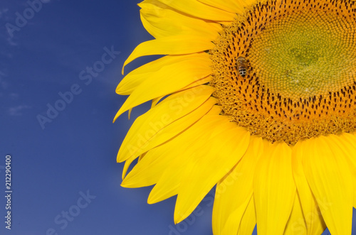 Fototapeta Naklejka Na Ścianę i Meble -   Sunflower background against blue sky. Bee on sunflower