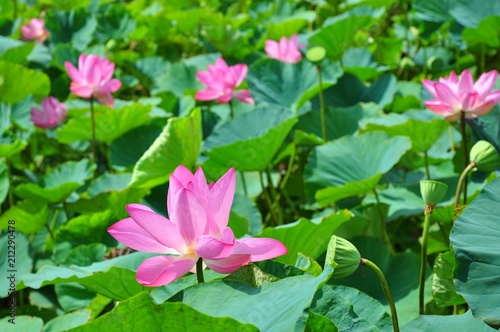The Blooming Lotus Flowers and Leaves in Baihe  Tainan  Taiwan
