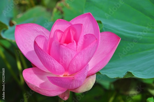 The Blooming Lotus Flowers and Leaves in Baihe, Tainan, Taiwan photo