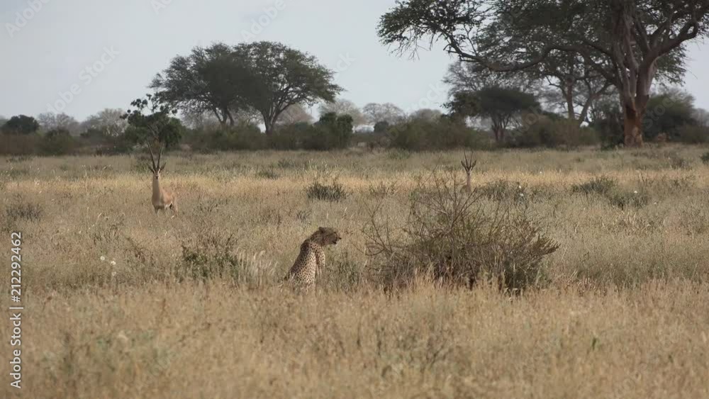 Cheetahs rest after a successful hunt in the Kenyan savannah