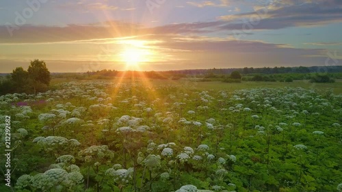 Beautiful sumer sunsrise in green field with grass and wild flowers photo