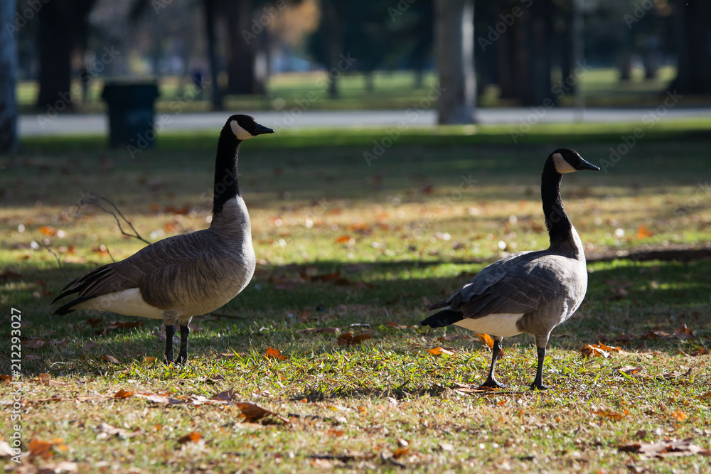 Canada geese walking on green grass Canada geese walking on green grass