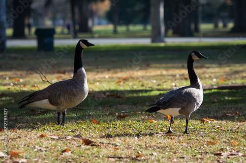Canada geese walking on green grass
