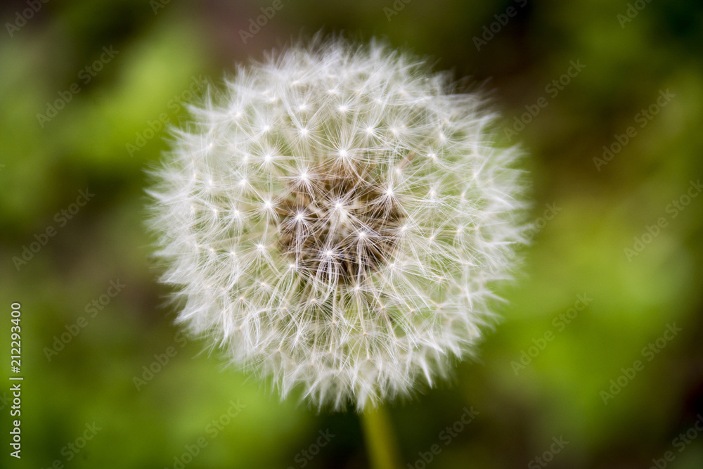 A closeup of a dandelion puff waiting to blow seeds in the wind. A closeup of a dandelion puff waiting to blow seeds in the wind.