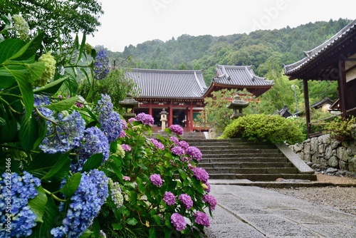 日本の奈良のあじさいの矢田寺