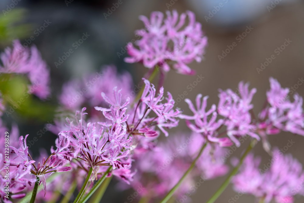 ピンクのダイヤモンドリリーの花 ピンクのダイヤモンドリリーの花