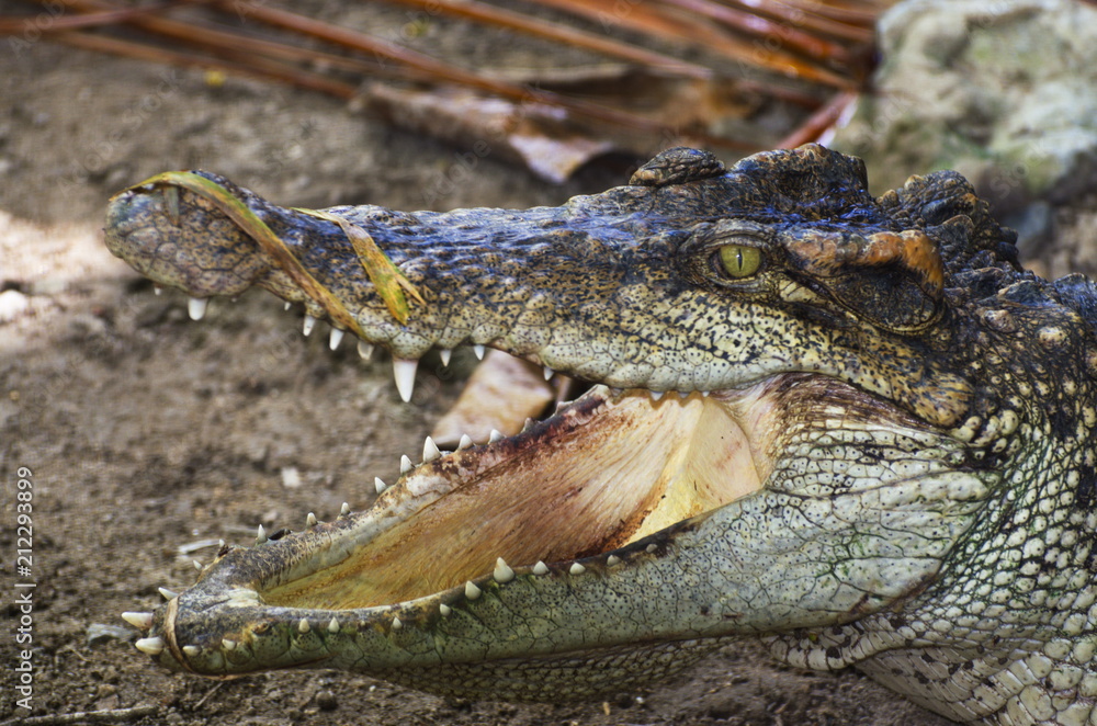 Fototapeta premium Dangerous Crocodile near Water.