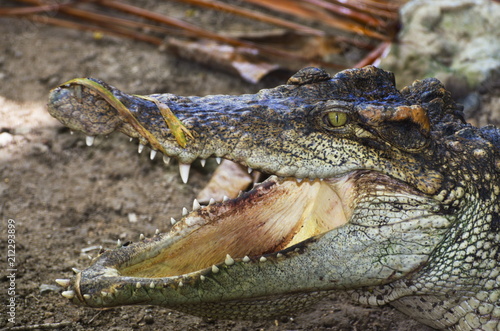 Dangerous Crocodile near Water.