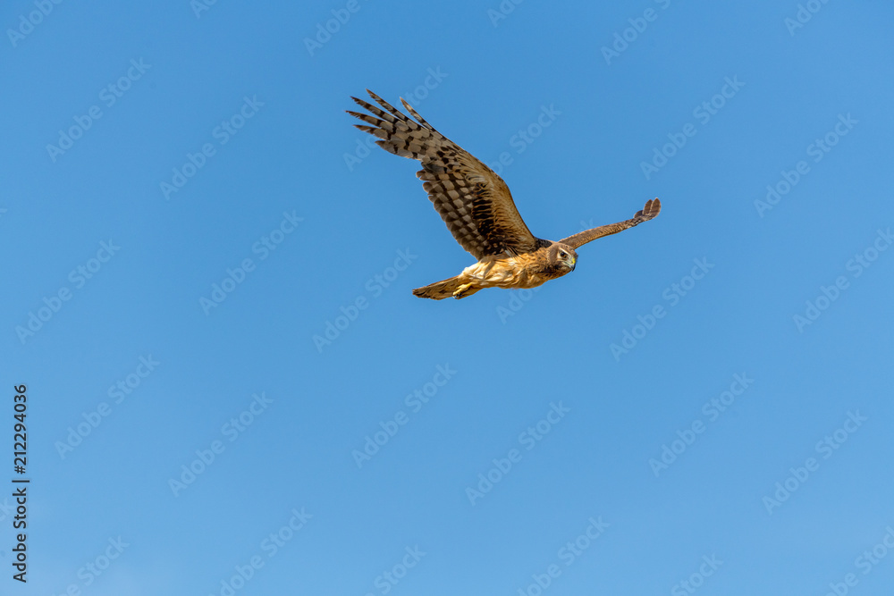 Northern Harrier bird of prey in flight Northern Harrier bird of prey in flight