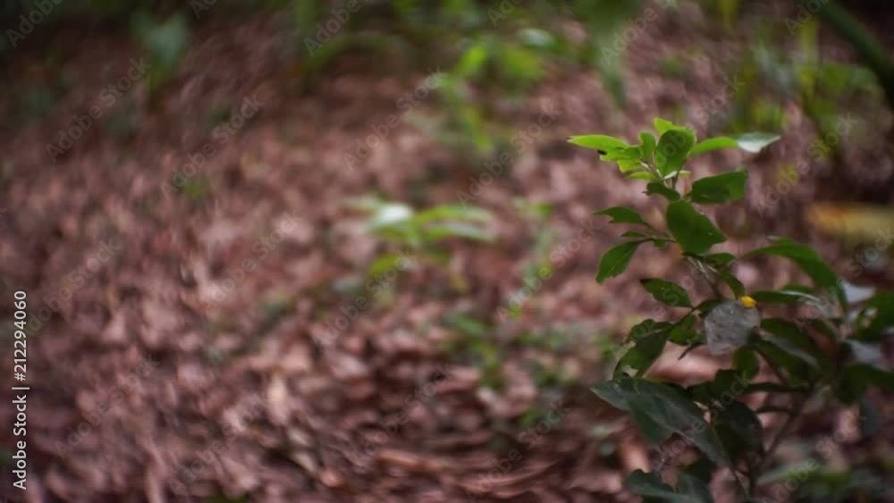 This video was shot with a Mirrorless camera at 1080p with a lens that has swirly bokeh. It is a video of a forest with leaves on the ground and a plant in focus. This video was shot with a Mirrorless camera at 1080p with a lens that has swirly bokeh. It is a video of a forest with leaves on the ground and a plant in focus.