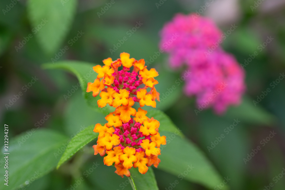 lantana lantana