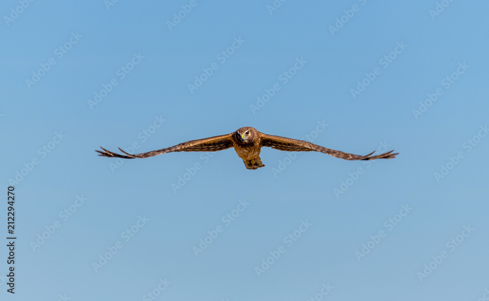Northern Harrier bird of prey in flight Northern Harrier bird of prey in flight