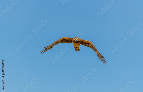Northern Harrier bird of prey in flight