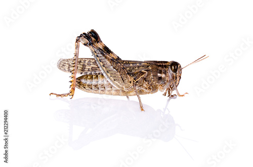 grasshopper insect on white background with reflection