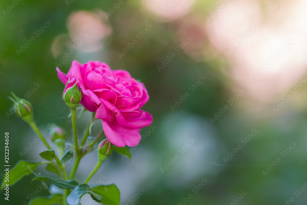 Blooming pink rose on blurred background, beautiful pink rose on a green background, blank for cards, holiday bouquet, spring pattern for the designer, art Blooming pink rose on blurred background, beautiful pink rose on a green background, blank for cards, holiday bouquet, spring pattern for the designer, art