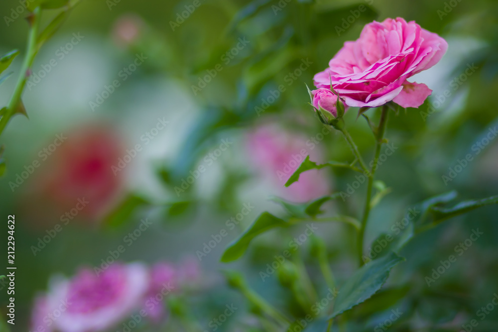 Obraz premium Blooming pink rose on blurred background, beautiful pink rose on a green background, blank for cards, holiday bouquet, spring pattern for the designer, art