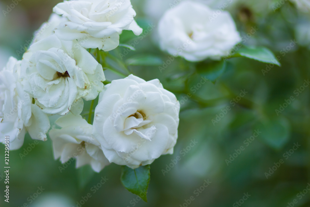 Blooming white rose on blurred background, beautiful white rose on a green background, blank for cards, holiday bouquet, spring pattern for the designer, art