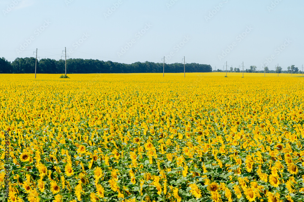 A huge endless field of elite sunflower against the blue sky. Background for creating advertising of sunflower oil, as well as sunflower products.