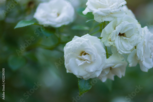 Blooming white rose on blurred background  beautiful white rose on a green background  blank for cards  holiday bouquet  spring pattern for the designer  art