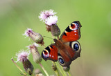 European Peacock butterfly (Inachis io) sitting on pink flowers.