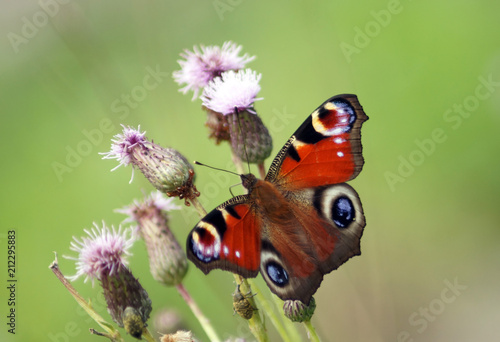 European Peacock butterfly (Inachis io) sitting on pink flowers.
