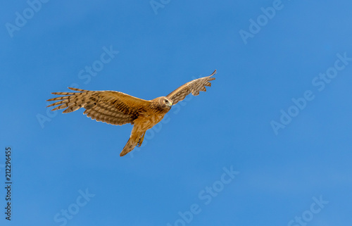 Northern Harrier bird of prey in flight