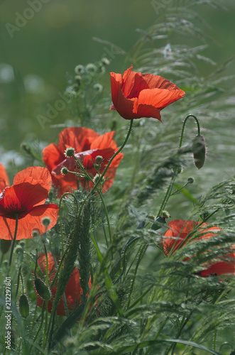 Fototapeta Naklejka Na Ścianę i Meble -  Wiatr wśród maków