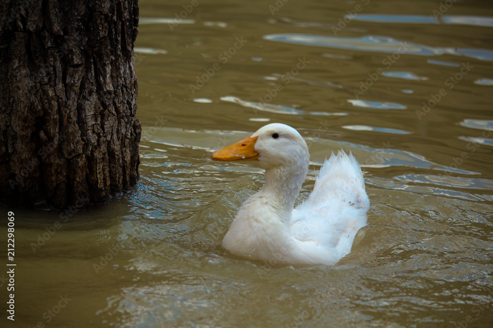 .white goose with yellow beak