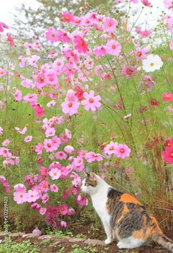 秋桜と猫