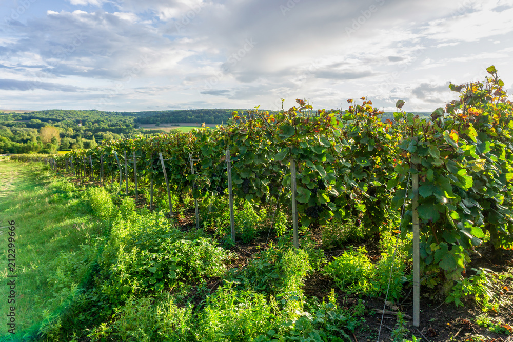 Fototapeta premium Row vine grape in champagne vineyards at montagne de reims, France