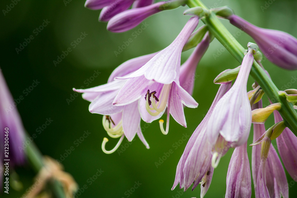 Purple Hosta Flowers in bloom