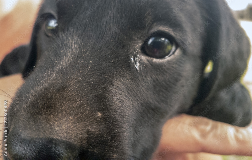 Close-up of black Labrador Puppy in woman's hands Close-up of black Labrador Puppy in woman's hands