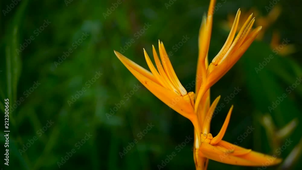 Orange and yellow heliconia, Strelitzia, Bird of Paradise macro close-up, green leaves in background. Paradise tropical exotic flower blooming in rainforest or garden. Soft selective focus, copy space Orange and yellow heliconia, Strelitzia, Bird of Paradise macro close-up, green leaves in background. Paradise tropical exotic flower blooming in rainforest or garden. Soft selective focus, copy space