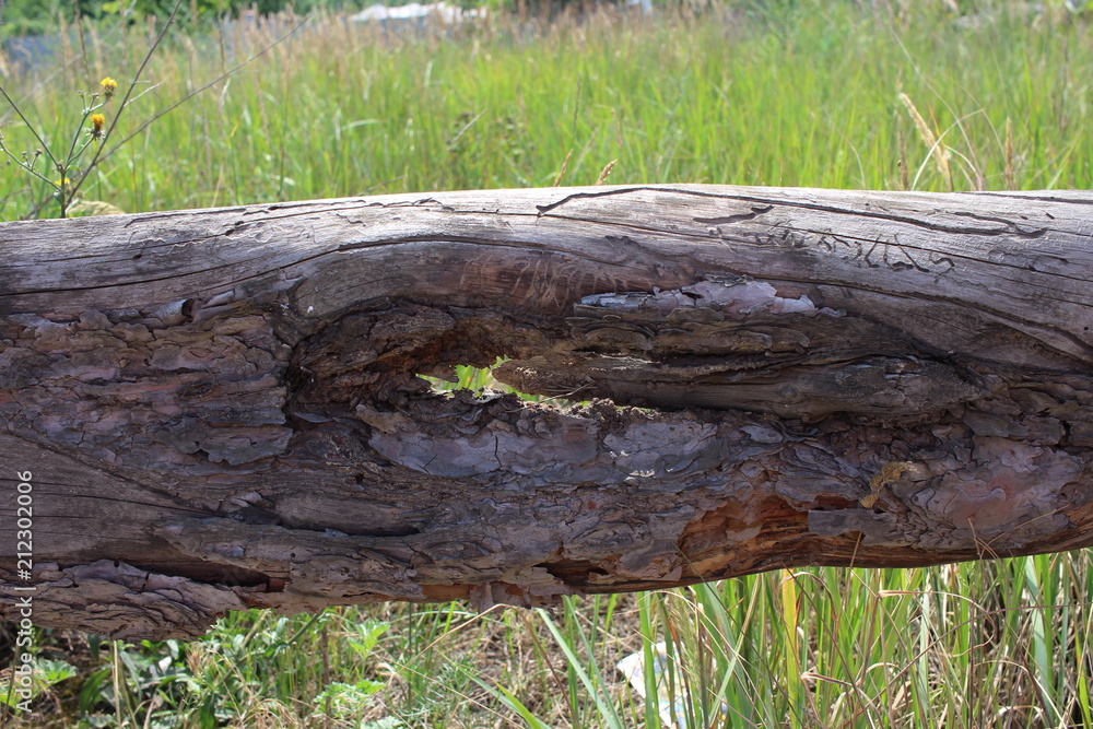 An old pine board with bark and hole in the middle close-up. An old pine board with bark and hole in the middle close-up.