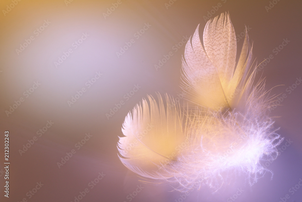 Fototapeta premium beautiful decorative composition of feathers of birds 