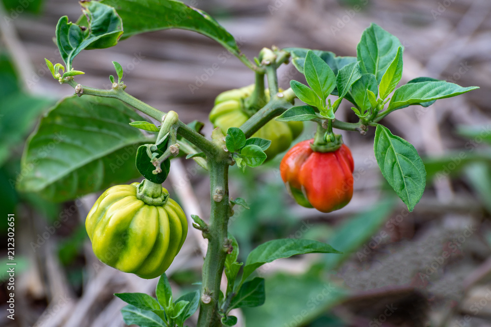Growing Jamaican scotch peppers hanging from their plant in