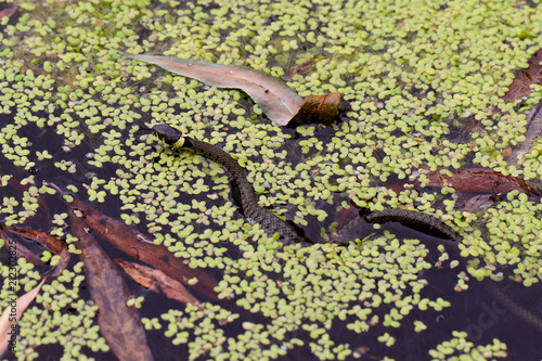 A newly hatch Grass Snake, Natrix natrix, swimming in a pond