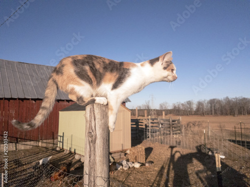 Calico cat perched on wooden post ready to jump