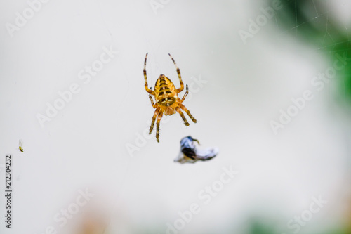 A little spider with its victim. Macro photography. France. Cote d'Azur. photo