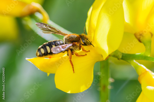 Closeup of a bee that collects pollen on a flower in the garden. France. Cote d'Azur. photo