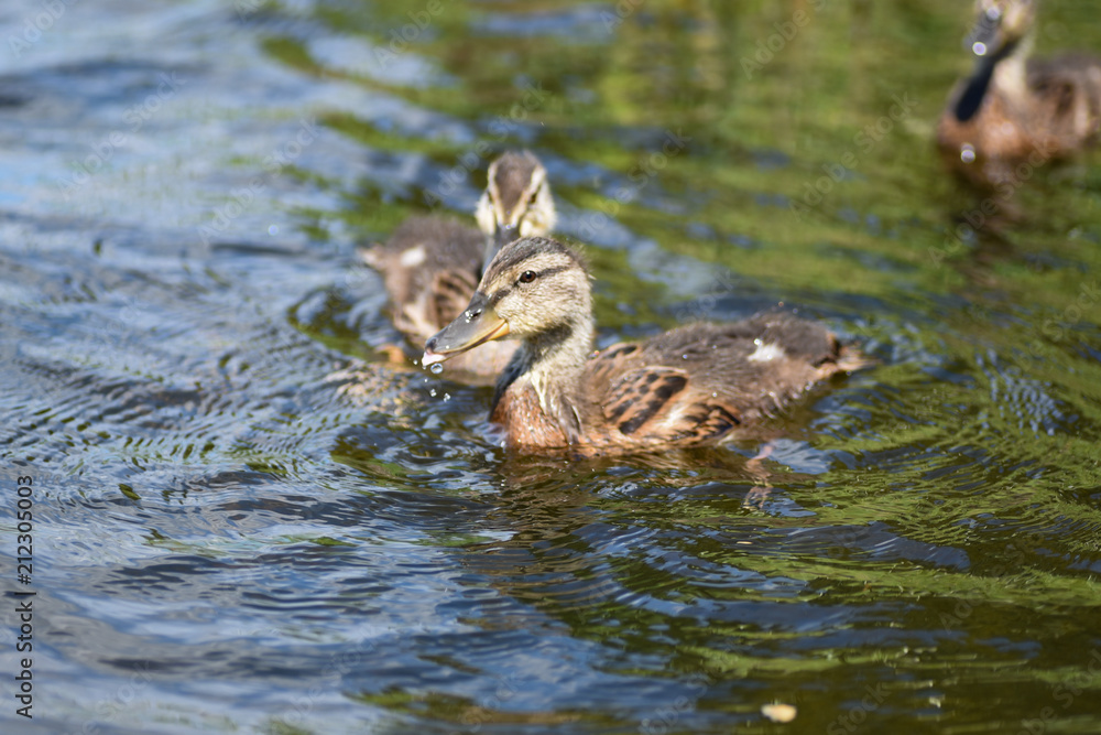 Ducklings on the river on a sunny day Ducklings on the river on a sunny day