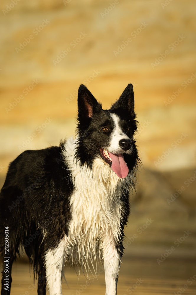 Border Collie dog outdoor portrait against bluffs