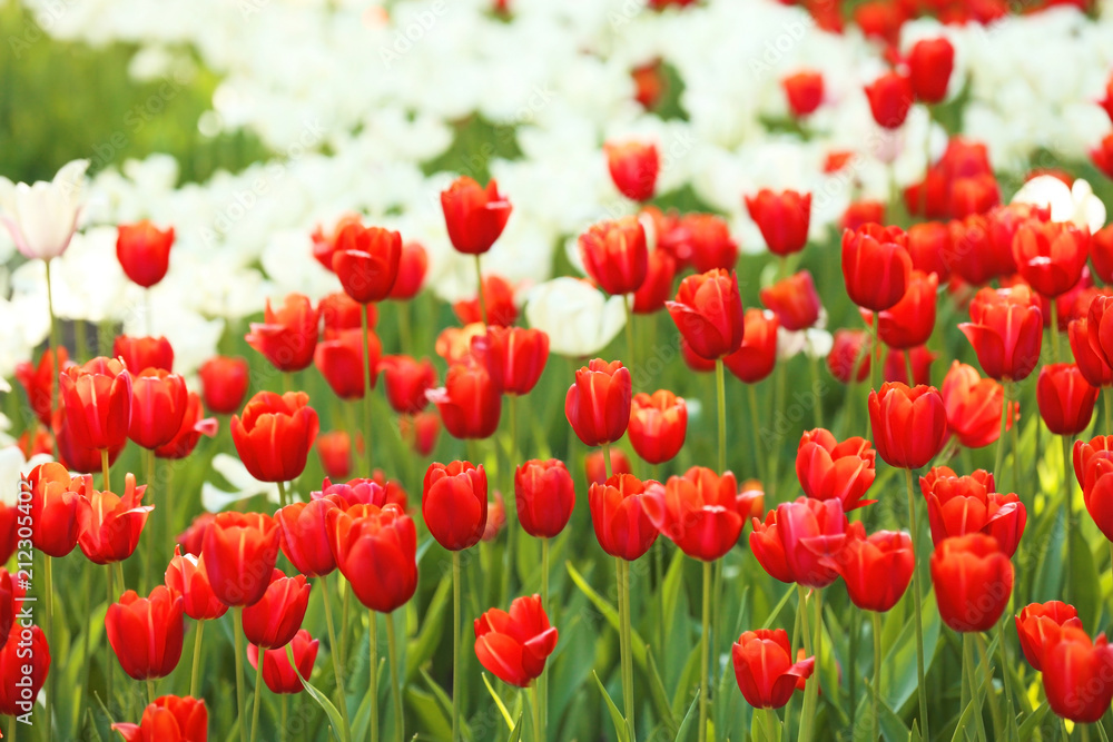 Fototapeta premium Blossoming tulips outdoors on sunny spring day