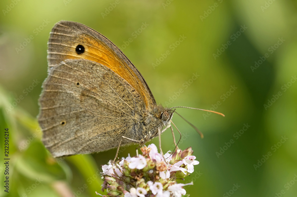 Obraz premium Großes Ochsenauge