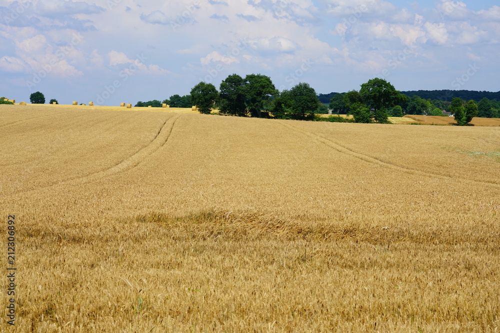 Yellow wheat field on a blue sky in Brittany, France