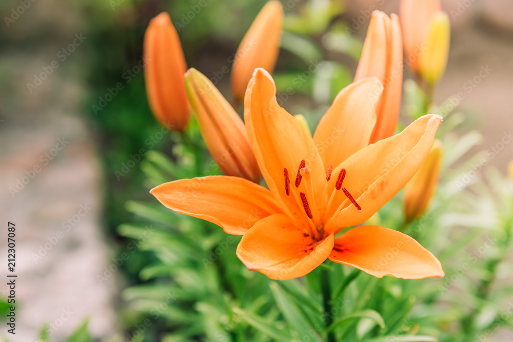Naklejka premium Orange lilies growing in the garden