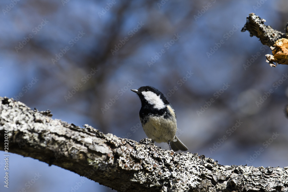 ヒガラ(Coal tit) ヒガラ(Coal tit)